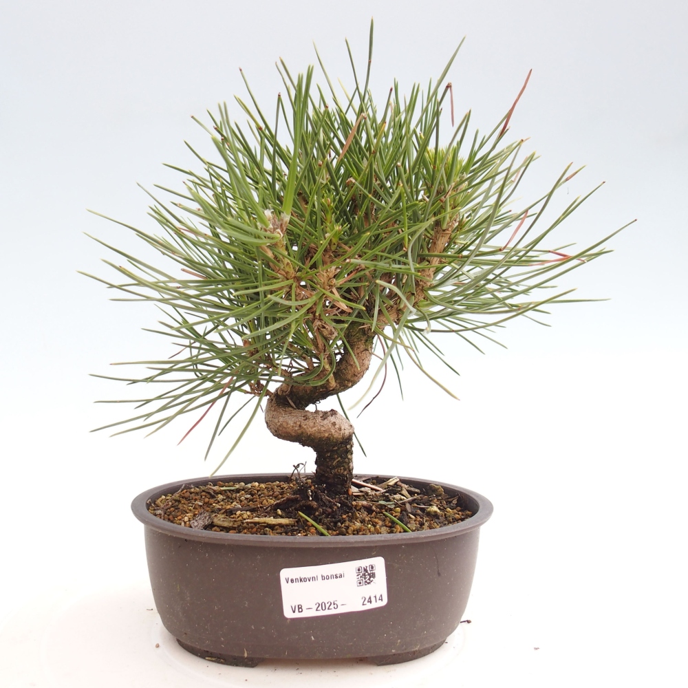 Bonsai ogrodowe - Pinus thunbergii - Sosna Thunbergia