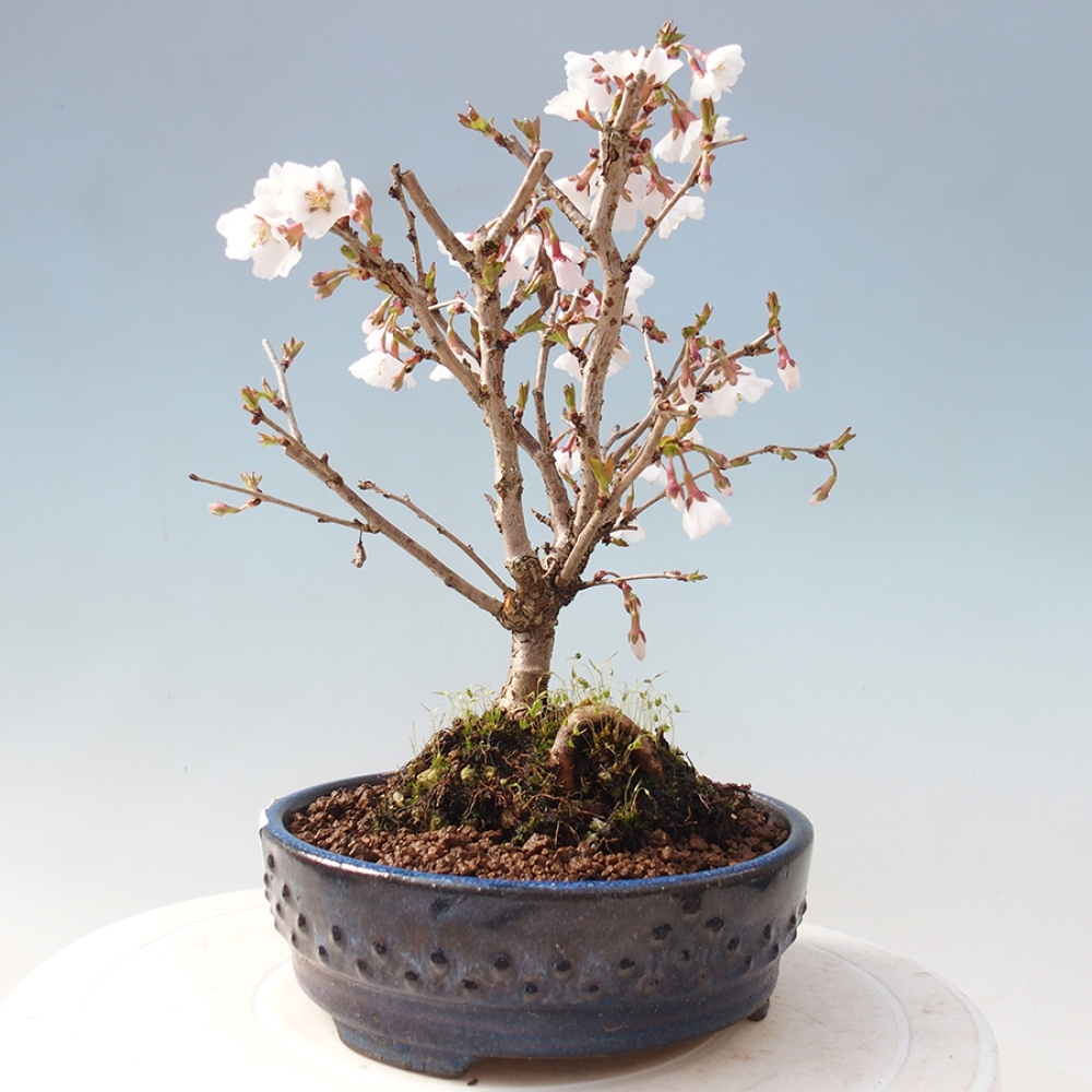 Bonsai zewnętrzne - Prunus incisa Kojou-no mai-cięcie śliwki