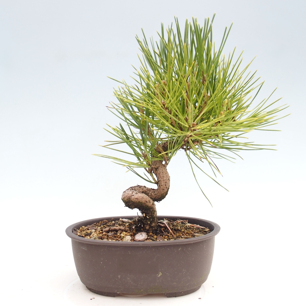 Bonsai ogrodowe - Pinus thunbergii - Sosna Thunbergia