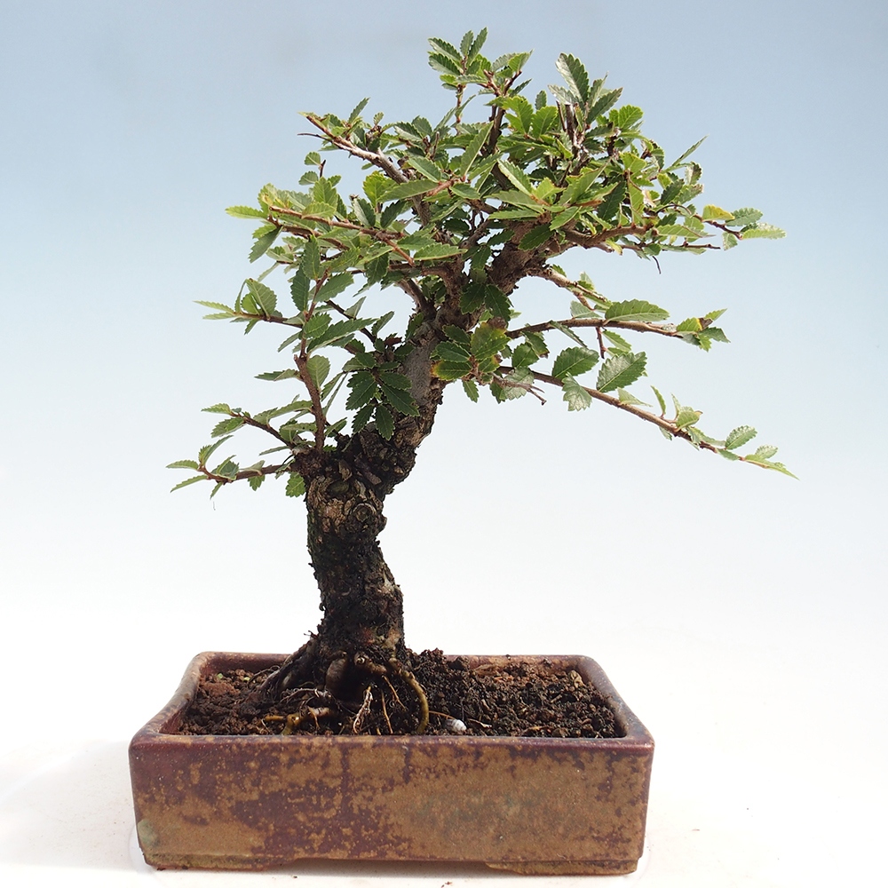 Outdoor bonsai - Zelkova - Zelkova NIRE