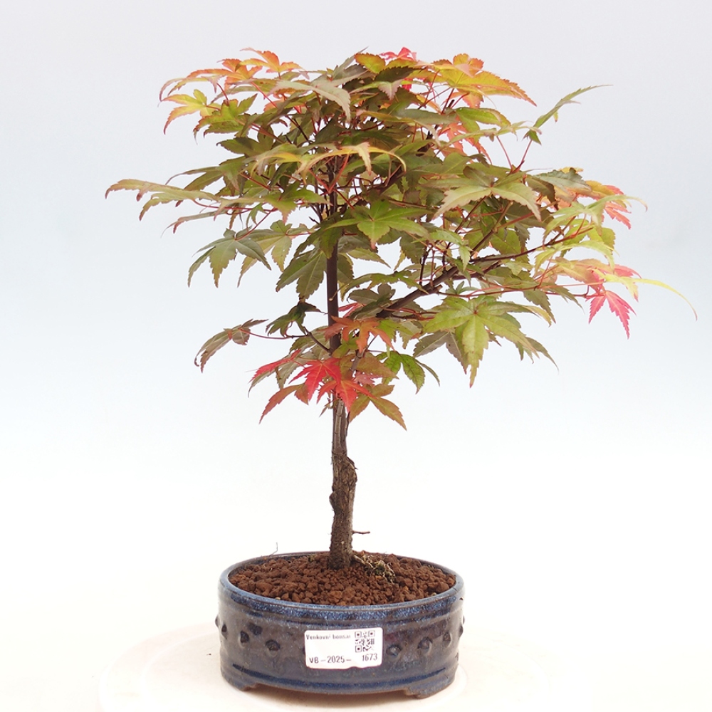 Outdoor bonsai - dlanitolistý klon - Acer palmatum DESHOJO