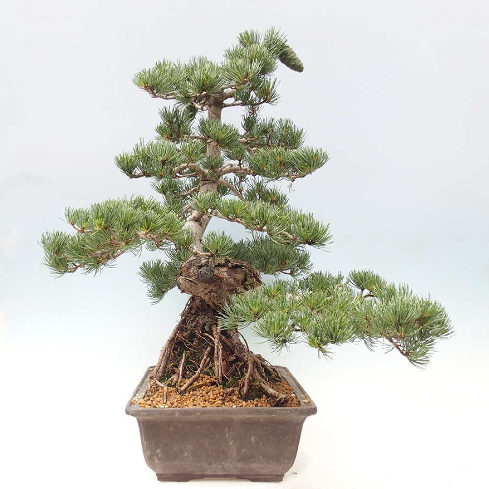 Outdoor bonsai - Pinus parviflora - Pinus parviflora