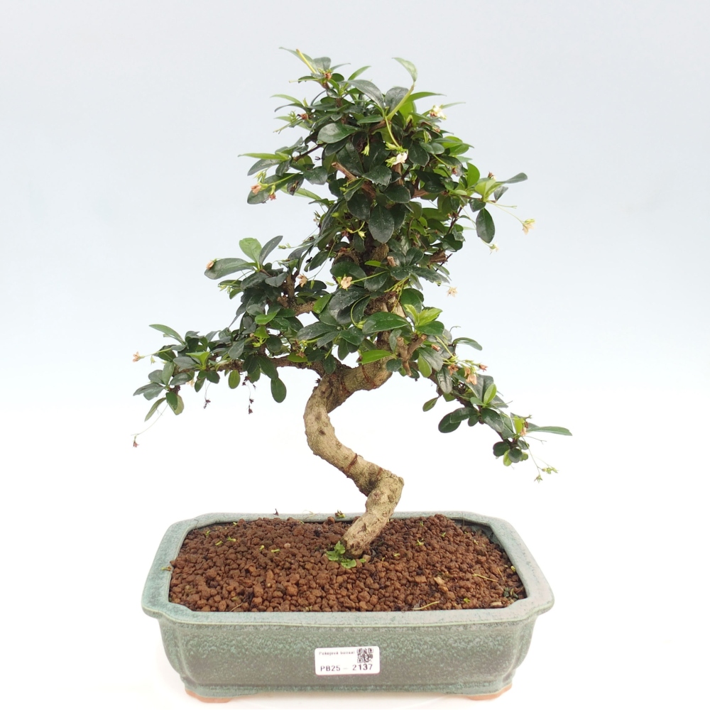 Pokój bonsai - Carmona macrophylla - Tea fuki