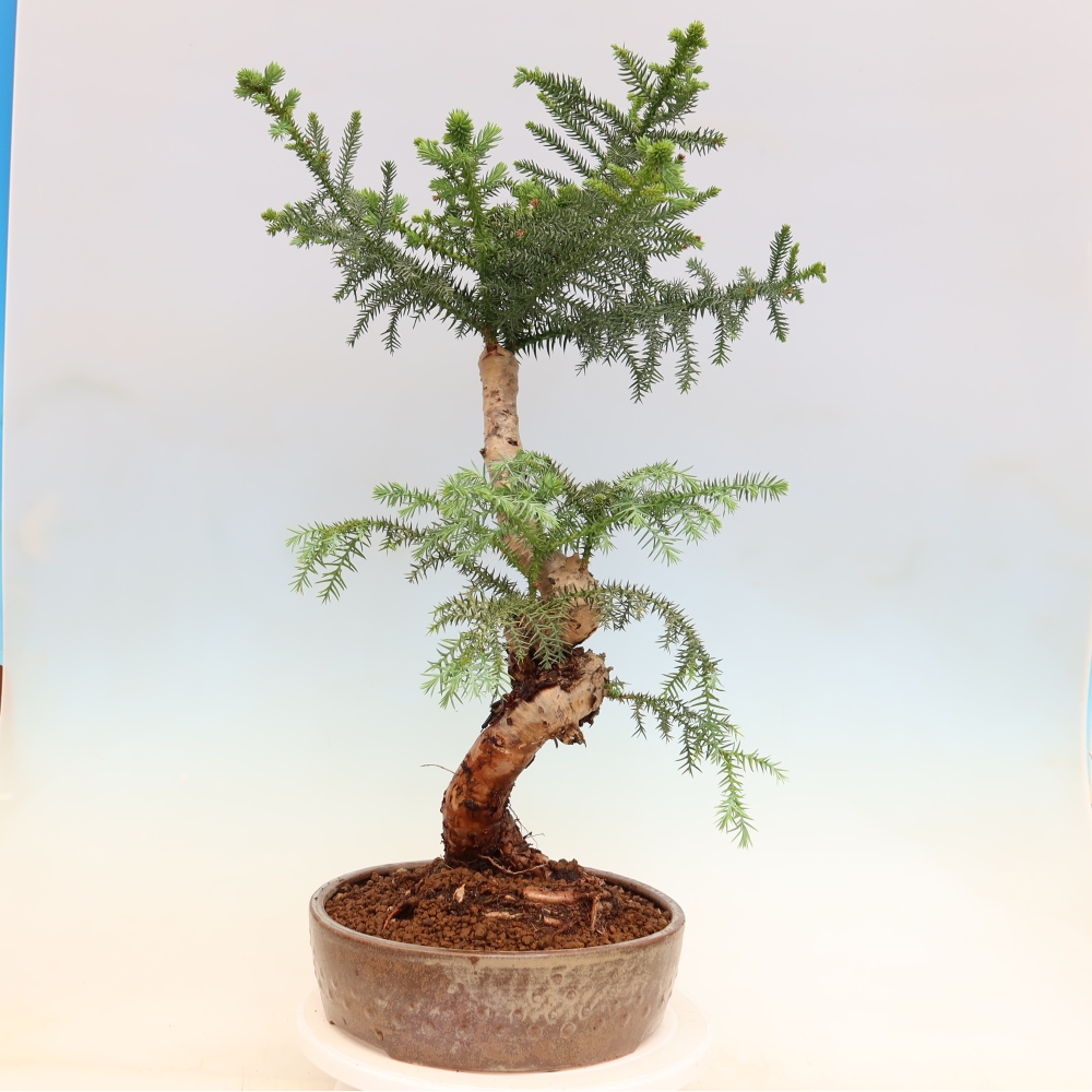 Bonsai domowe – araukaria – domowa sosenka