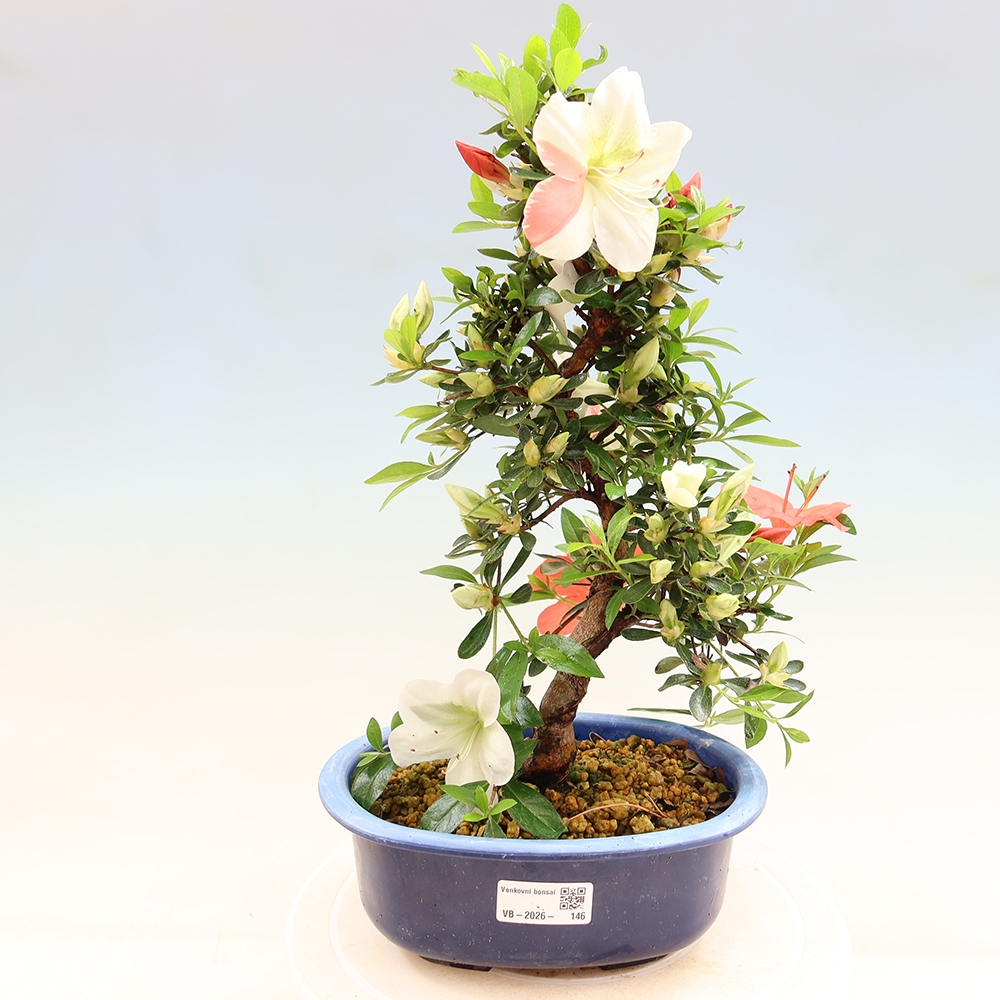 Bonsai zewnętrzne - Azalia japońska - Azalia Asahi-no-izumi