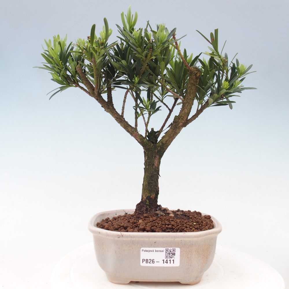Pokój bonsai - Podocarpus - Kamienny cis