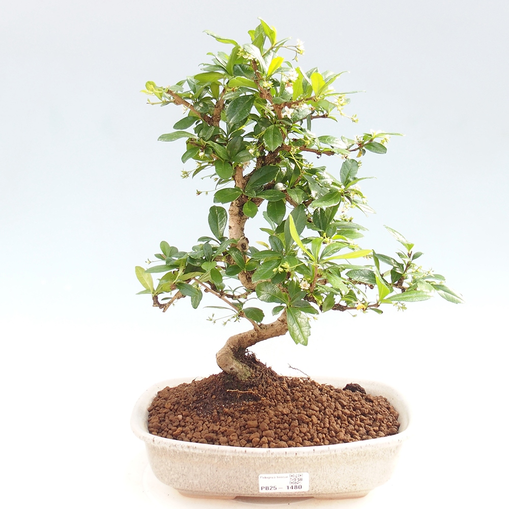 Pokój bonsai - Carmona macrophylla - Tea fuki