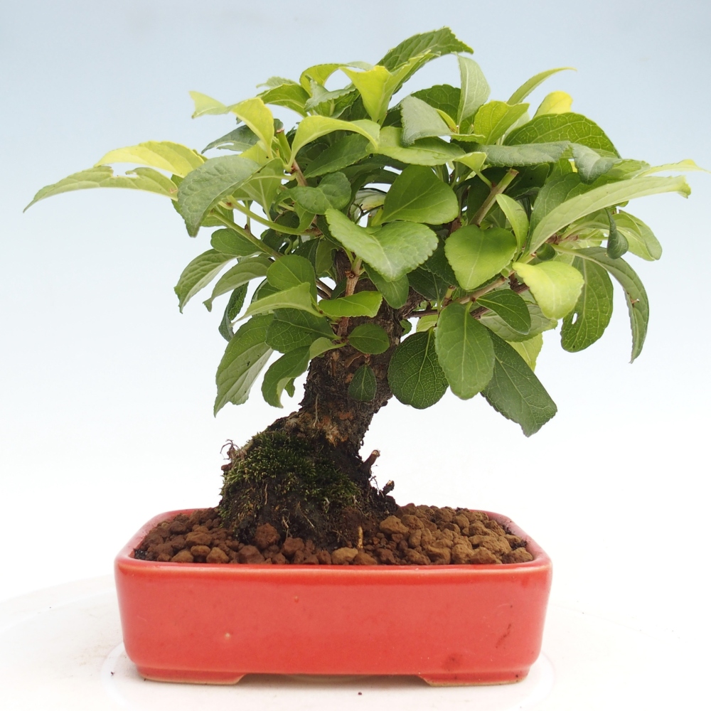 Bonsai na zewnątrz - Celastrus Jesenec