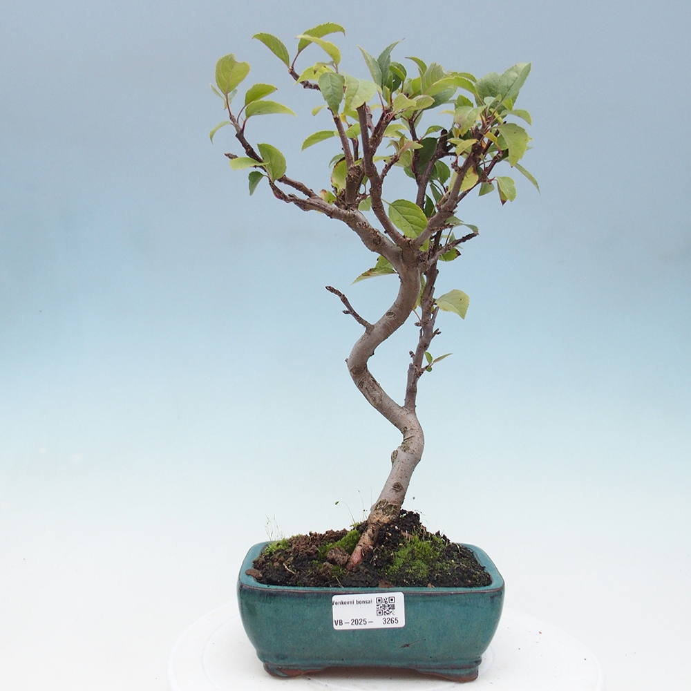 Bonsai plenerowe - Malus Halliana - Jabłoń drobnoowocowa