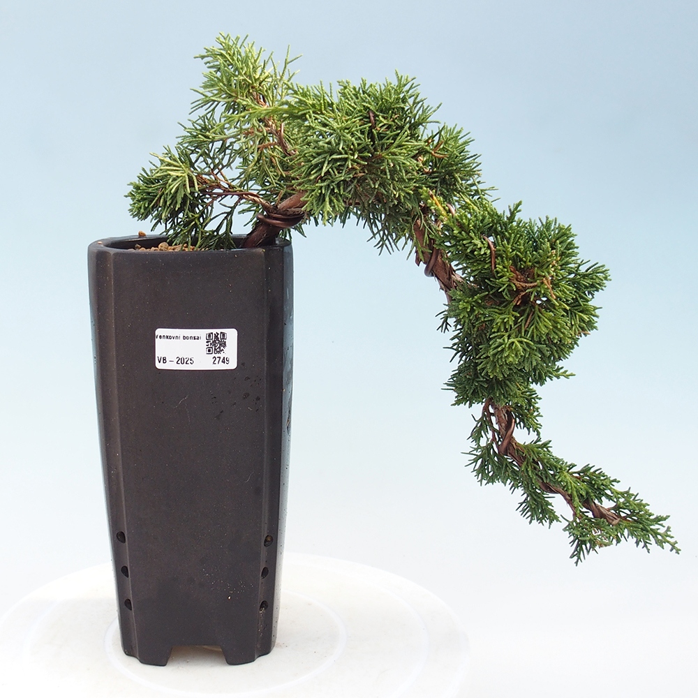 Bonsai zewnętrzne - Juniperus chinensis Kishu - Jałowiec chiński