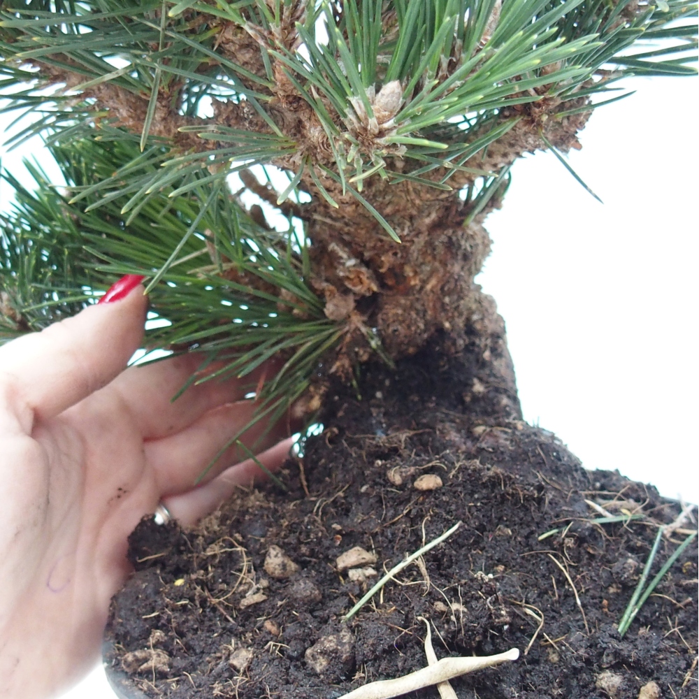 Outdoor bonsai - Pinus thunbergii senjyumaru - Sosna Thunberga
