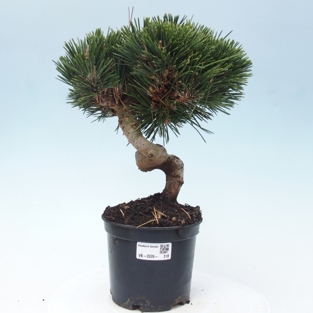 Bonsai ogrodowe - Pinus thunbergii senjyumaru - Sosna Thunbergia