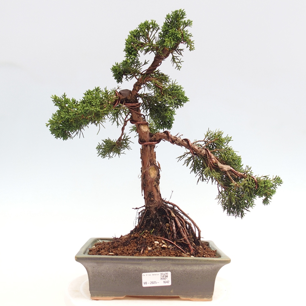 Outdoor bonsai - Juniperus chinensis Kishu - chiński jałowiec