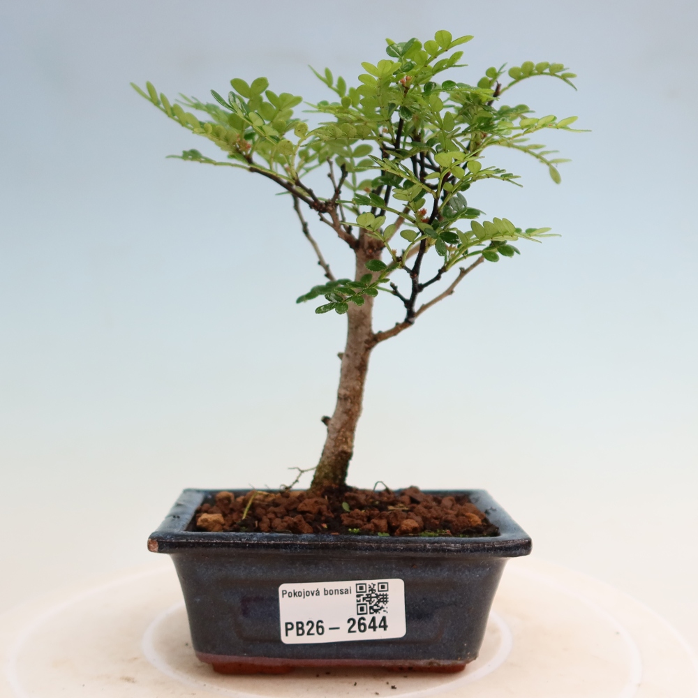 Pokój bonsai - Zantoxylum piperitum - drzewo pieprzowe