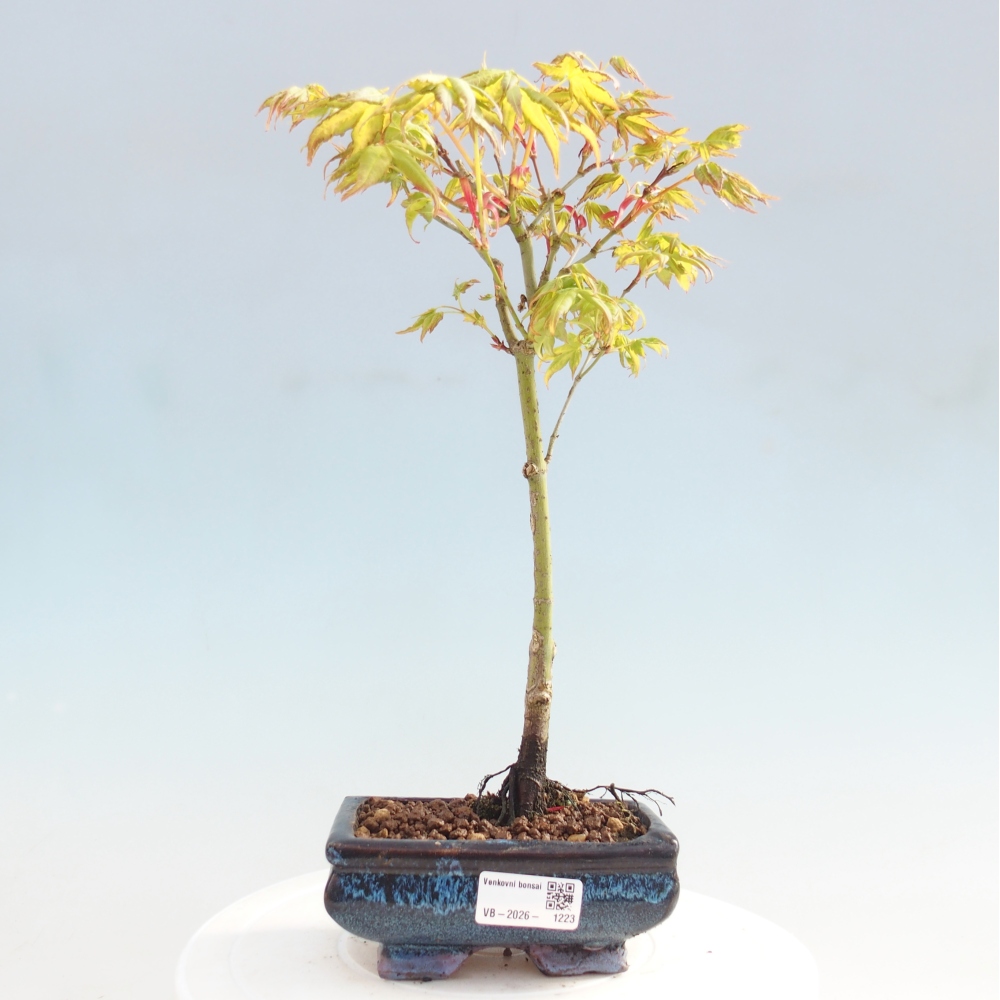 Acer palmatum Aureum - złoty klon