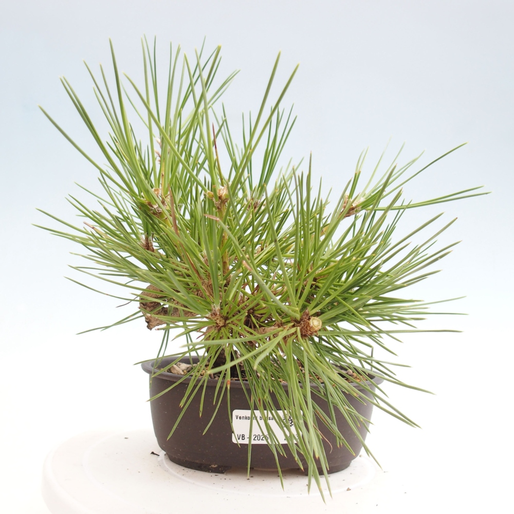 Bonsai ogrodowe - Pinus thunbergii - Sosna Thunbergia