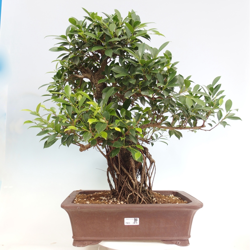 Bonsai pokojowe - Ficus kimmen - figowiec drobnolistny - WYŁĄCZNIE ODBIÓR OSOBISTY lub transport paletowy