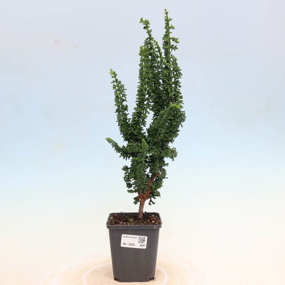 Bonsai zewnętrzne - Cham. obtusa SEKKA HINOKI - Cyprys