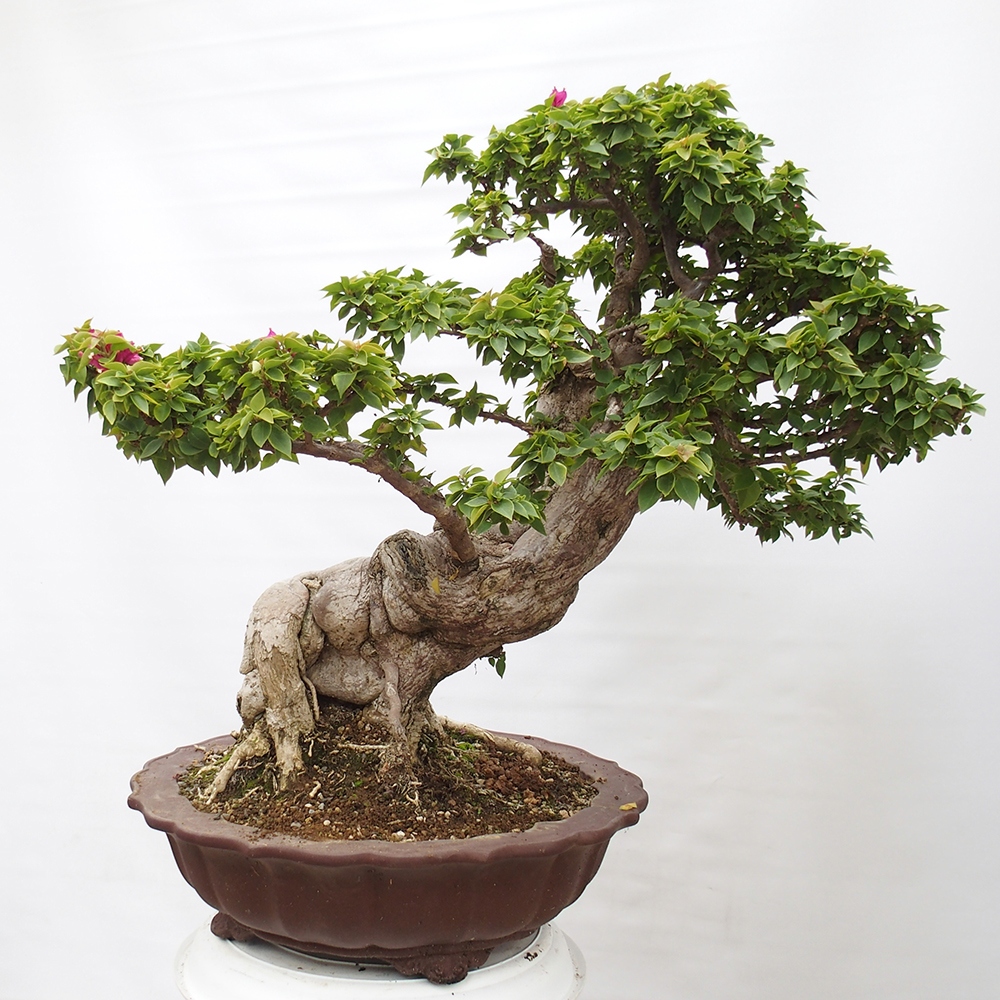Kryte bonsai - Bouganwilea