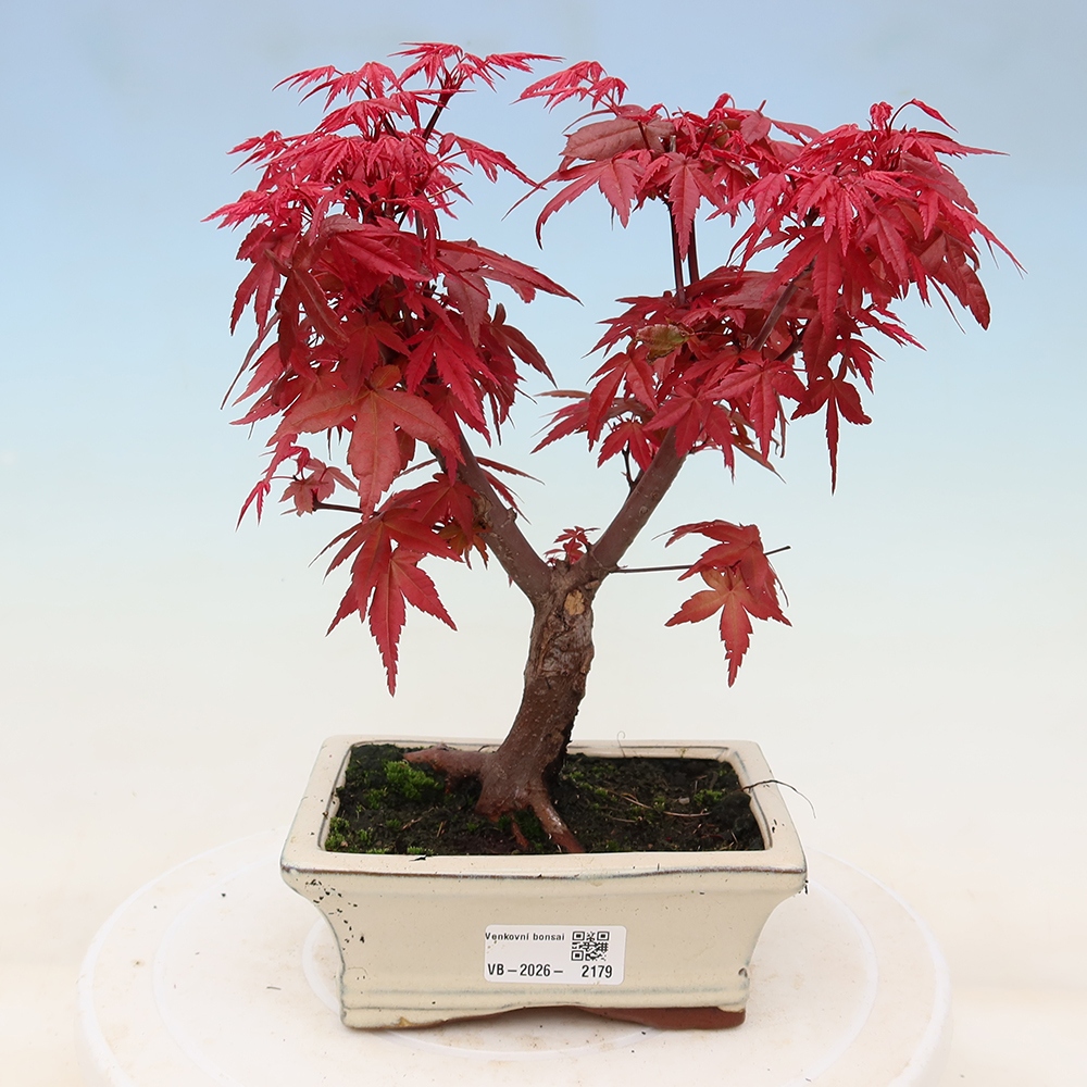 Outdoor bonsai - Acer palmatum DESHOJO