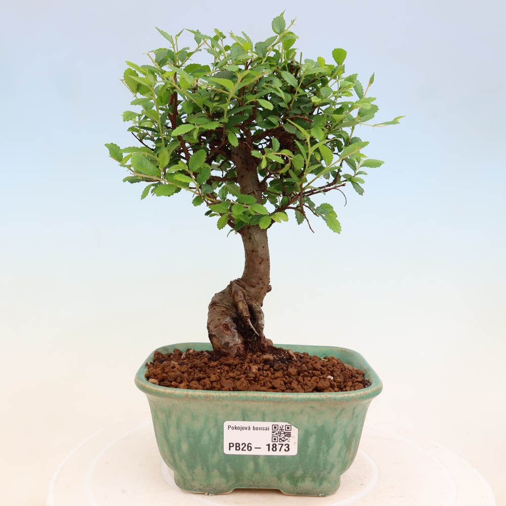 Pokój bonsai - Ulmus parvifolia - Wiąz drobnolistny