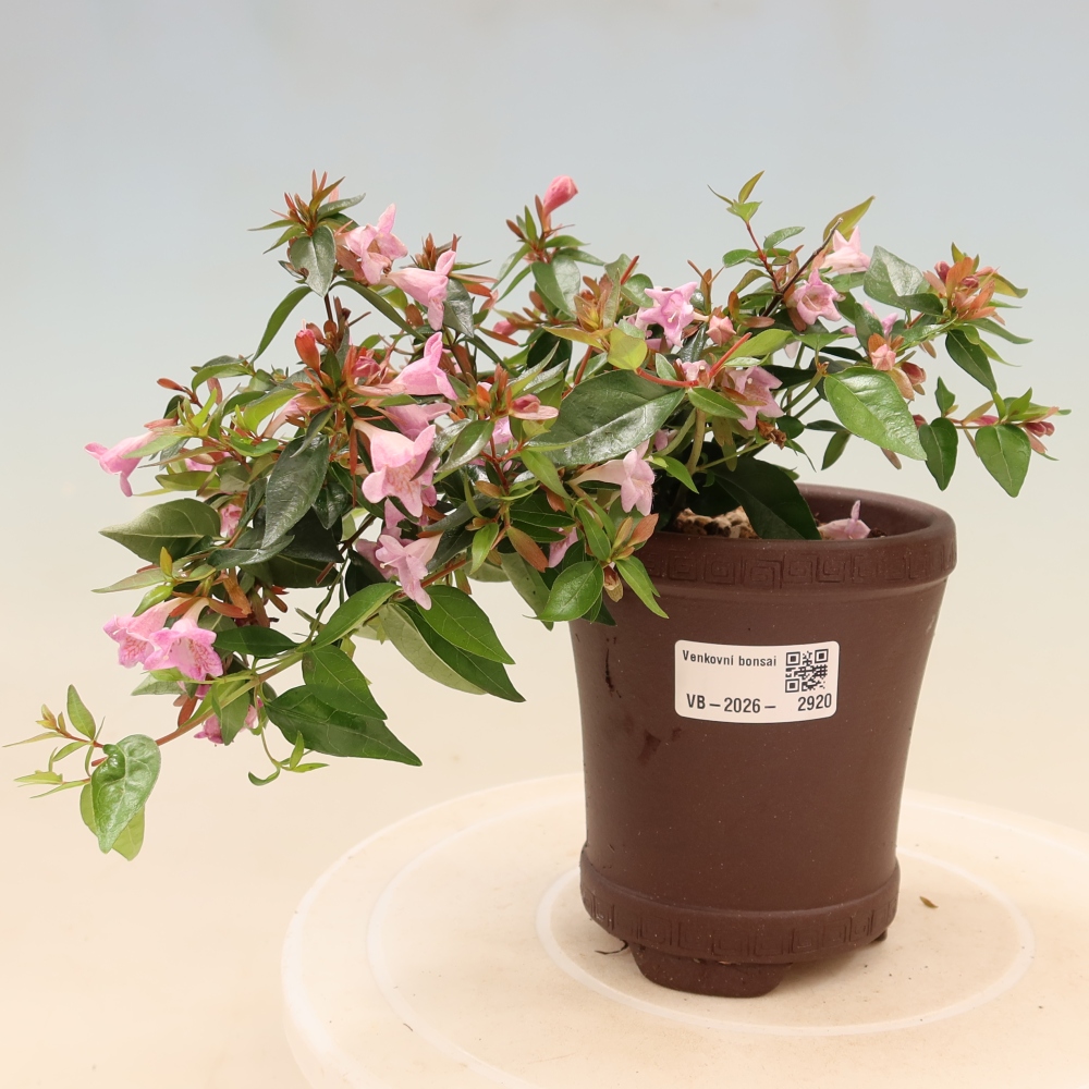 Bonsai ogrodowe – Abelia Edward Goucher – Abelia wielkokwiatowa