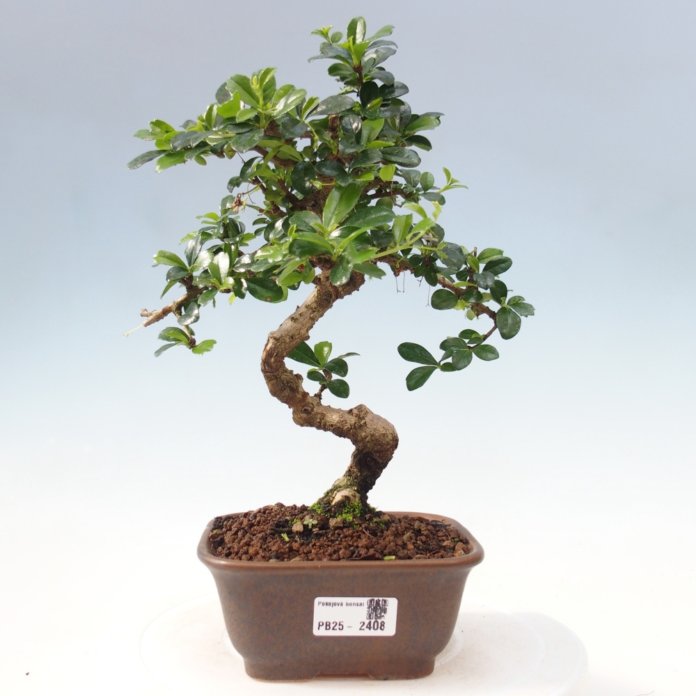 Bonsai wewnętrzne - Carmona makrophylla - Herbata Fuki