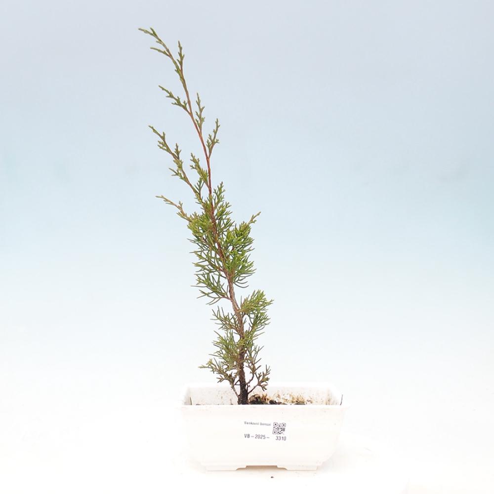 Outdoor bonsai - Juniperus chinensis Itoigawa - Jałowiec chiński