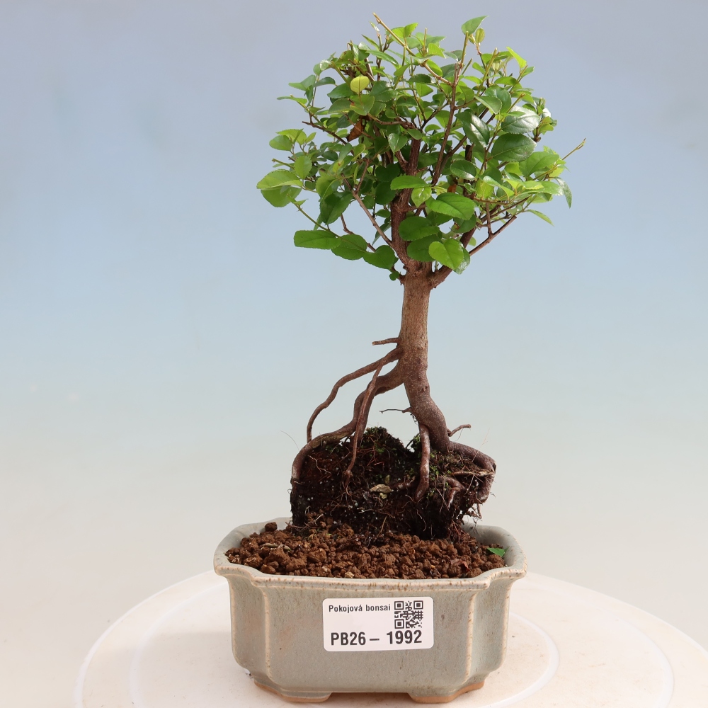 Bonsai pokojowe - Sageretia thea - Sageretia thea