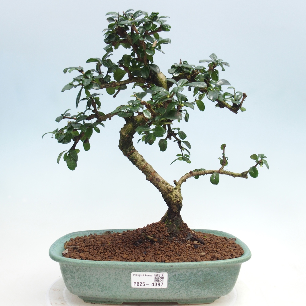Bonsai pokojowe - Carmona macrophylla - Tea fuki