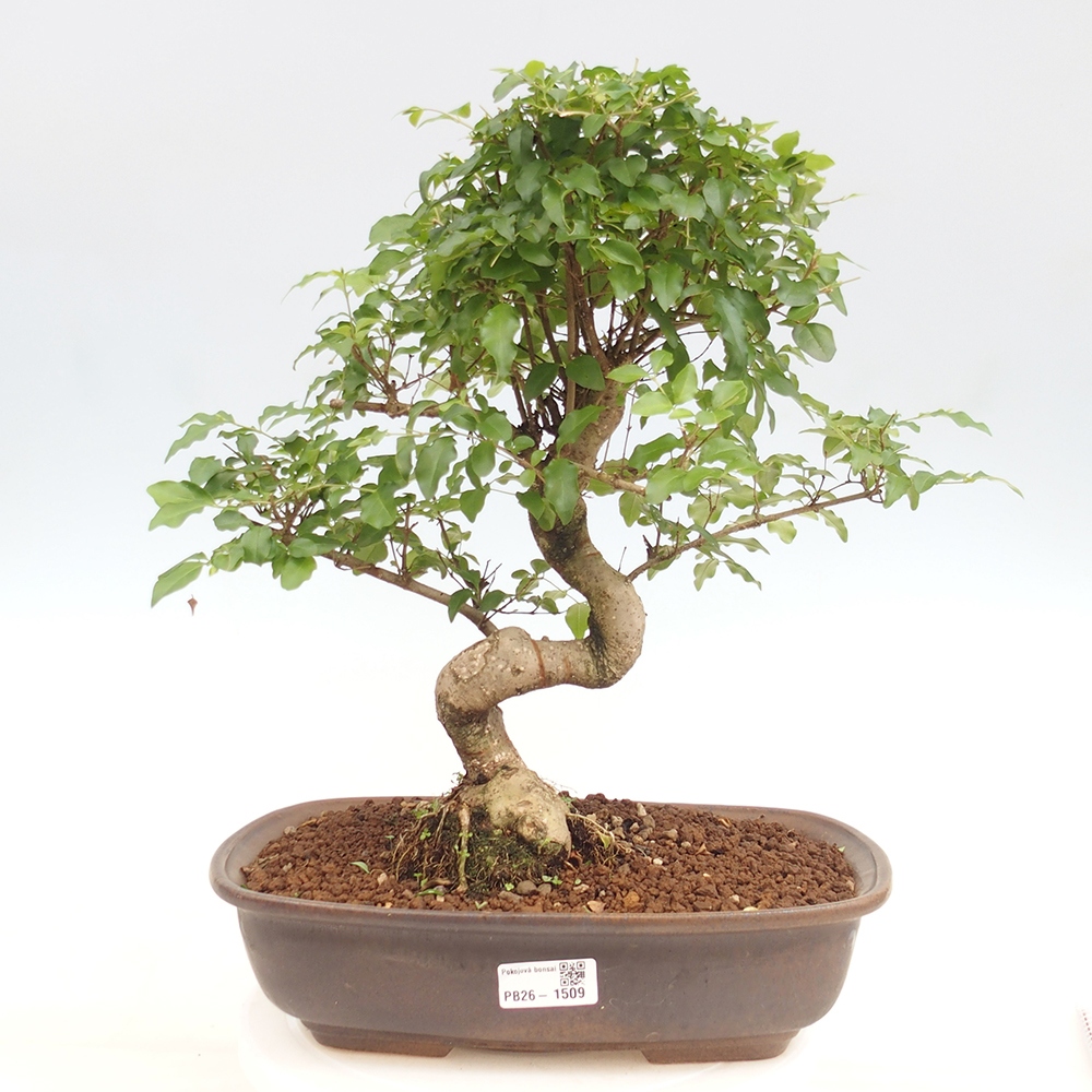 Pokój bonsai - Ligustrum chinensis - Dziób ptaka