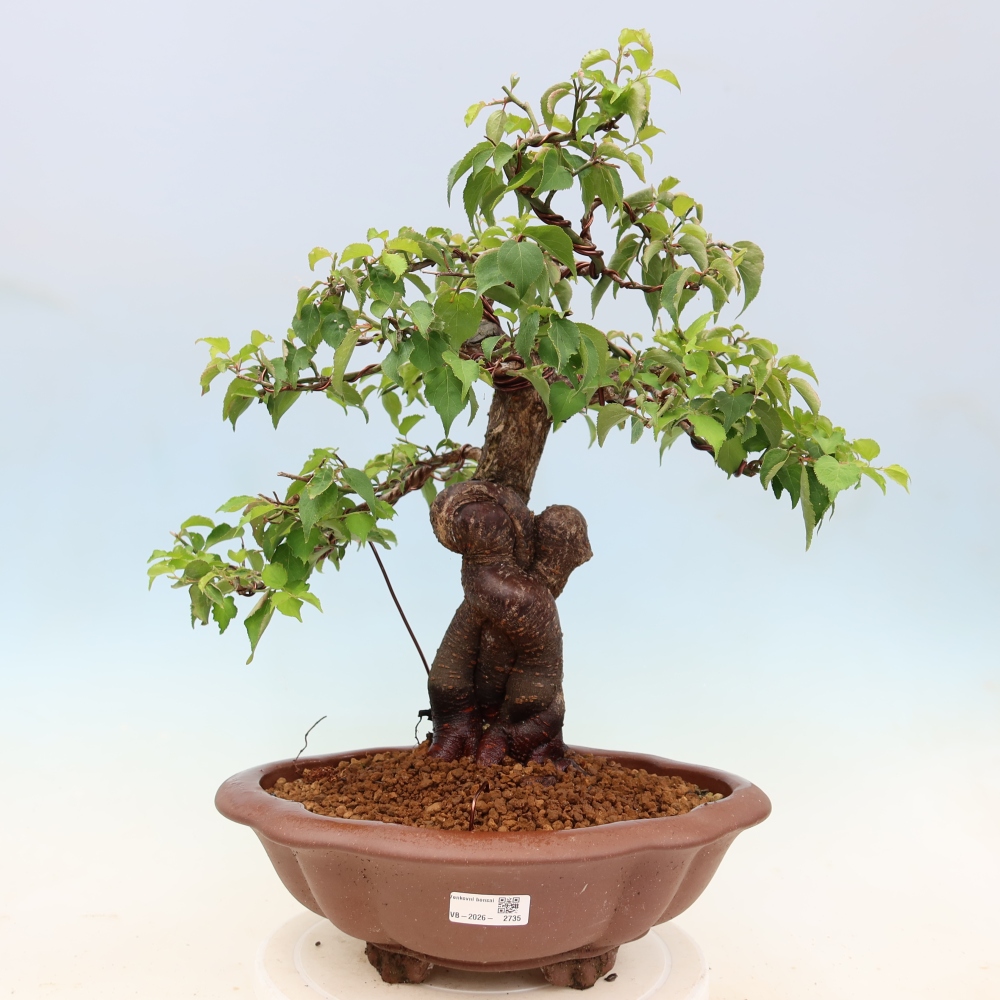 Bonsai ogrodowe – japońska śliwka – Prunus Mume