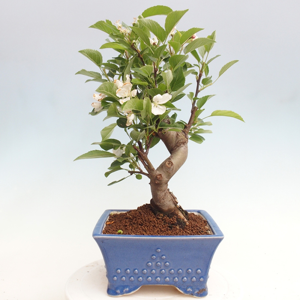 Bonsai plenerowe - Malus Halliana - Jabłoń drobnoowocowa
