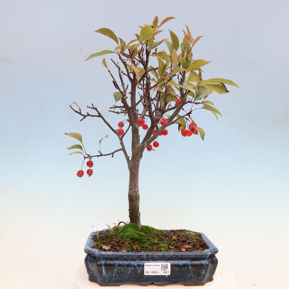 Outdoor bonsai - Malus domestica - Jabłoń czerwonolistna o małych owocach