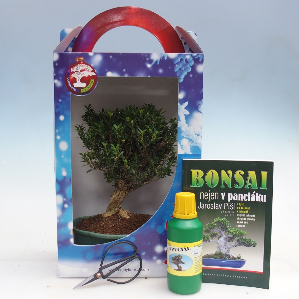 Bonsai pokojowe w pudełku upominkowym Buxus harlandii - buxus korkowy