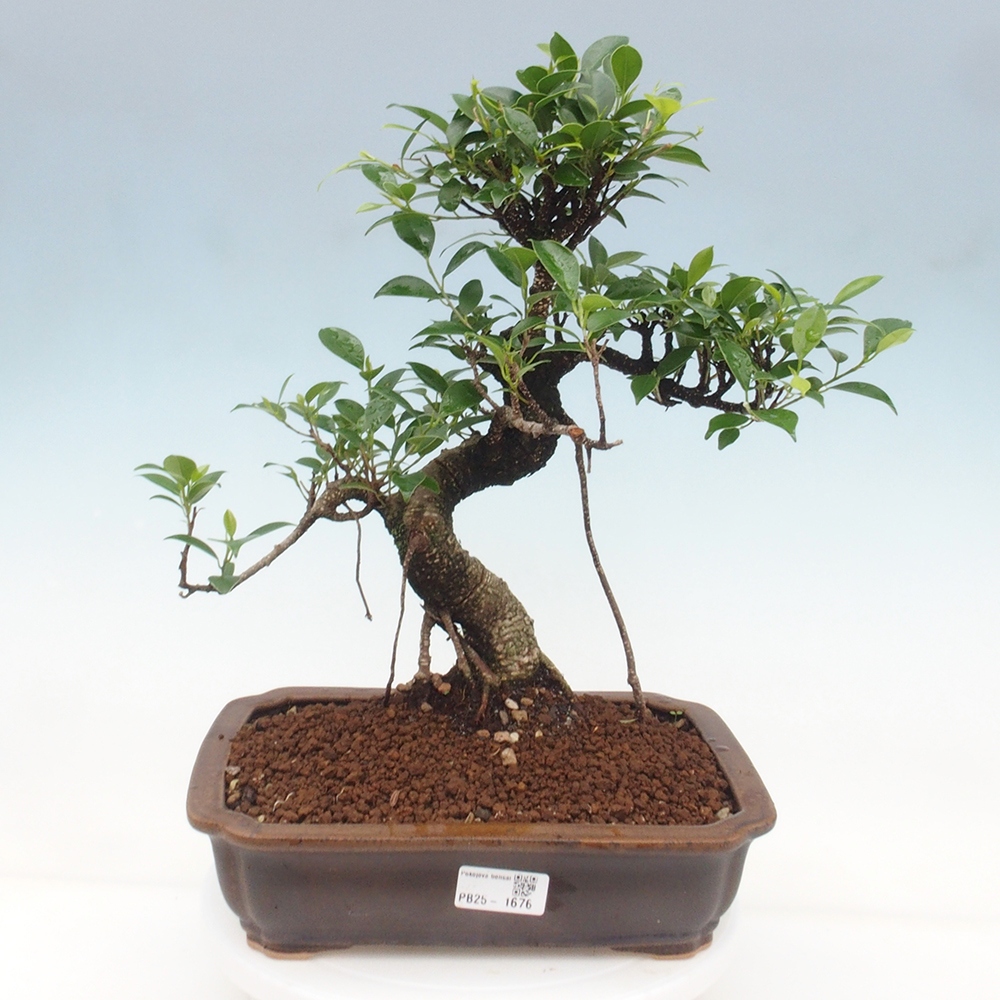 Kryty bonsai - Ficus kimmen - figowiec drobnolistny