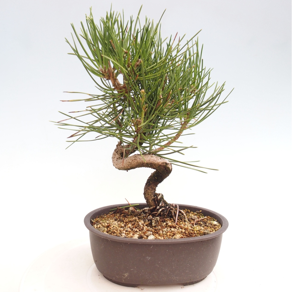 Bonsai ogrodowe - Pinus thunbergii - Sosna Thunbergia