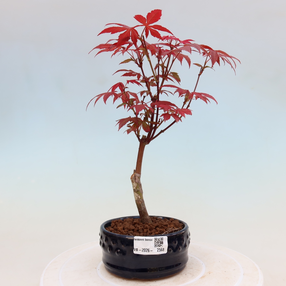 Bonsai na zewnątrz - Palma Acer. Atropurpureum-Javor palmate