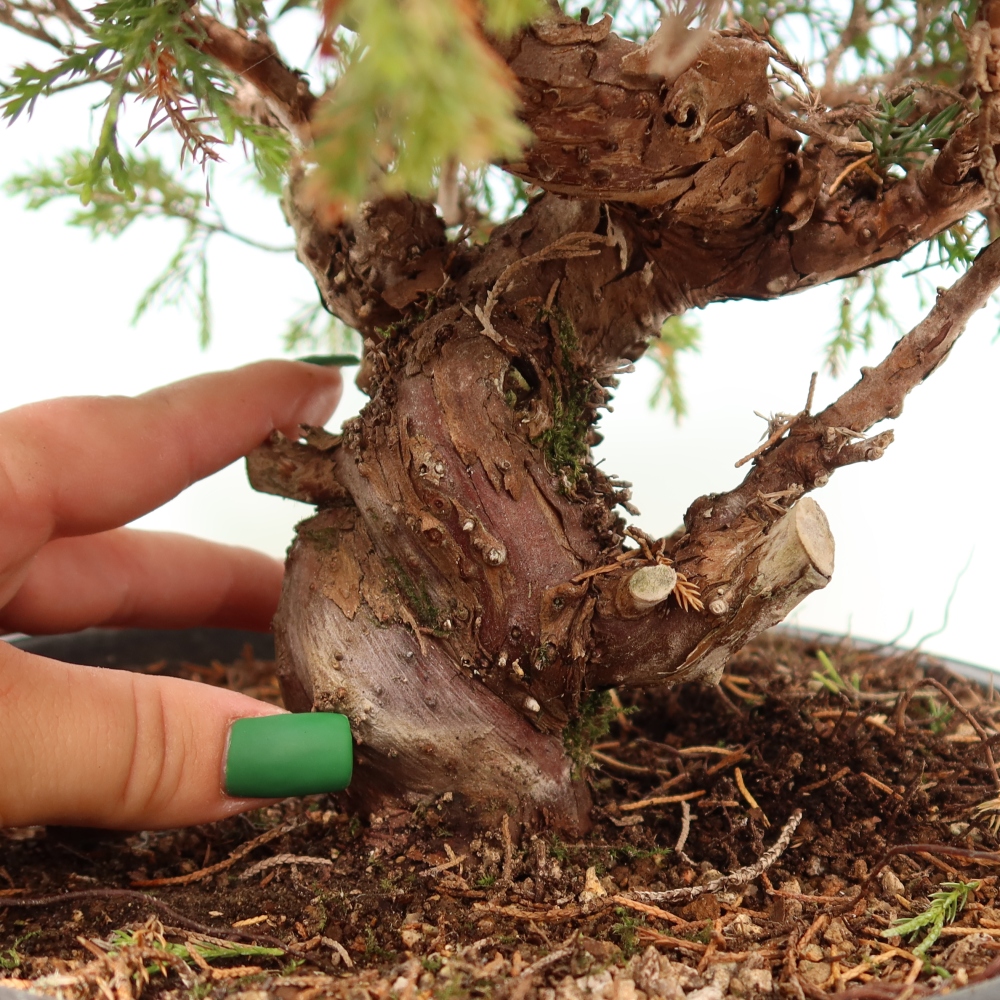 Bonsai ogrodowe – Juniperus chinensis Itoigawa – jałowiec chiński