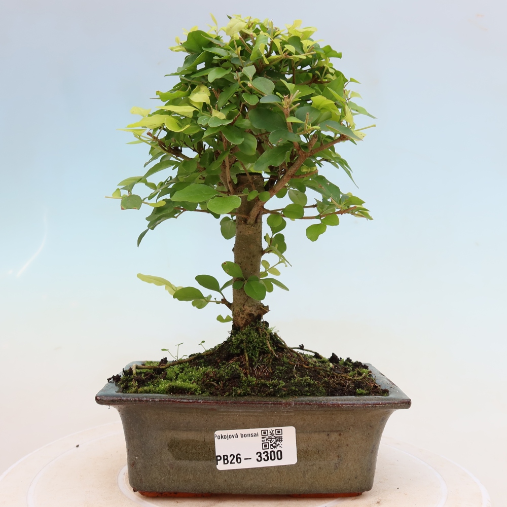 Pokój bonsai - Ligustrum chinensis - Dziób ptaka