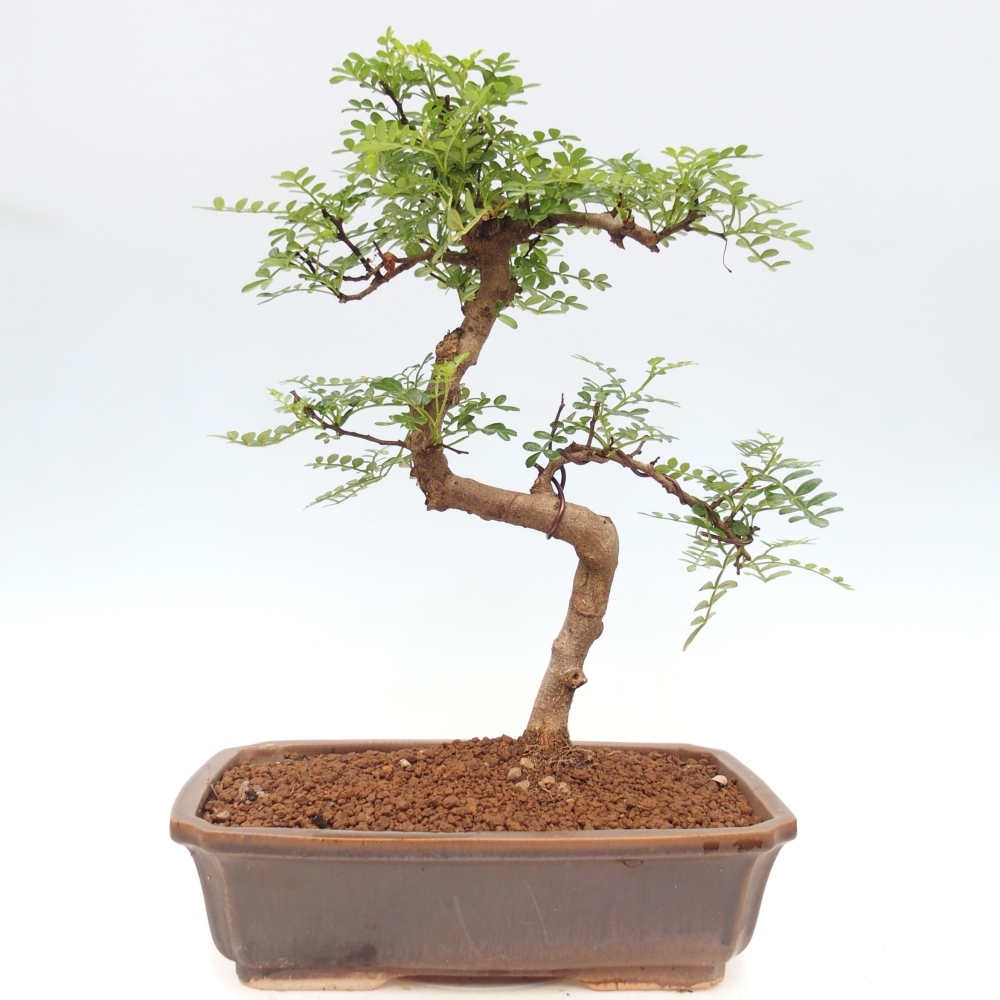 Pokój bonsai - Zantoxylum piperitum - drzewo pieprzowe