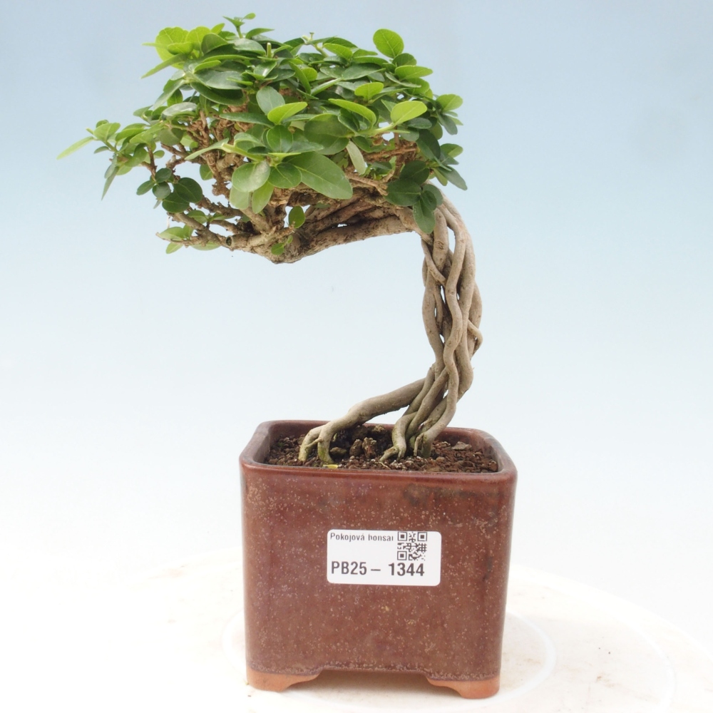Bonsai wewnętrzne - Premna serratifolia - Kozlovon drobnolistny