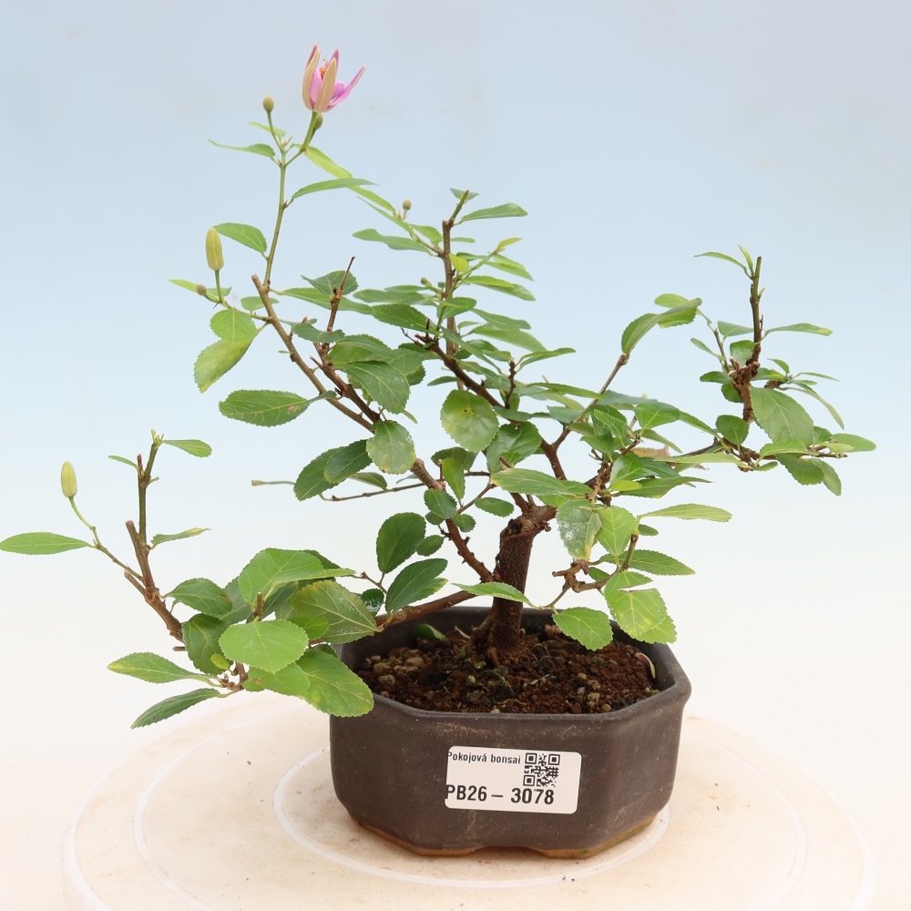 Bonsai pokojowe – Grewia occidentalis – Gwiaździsta lawendowa