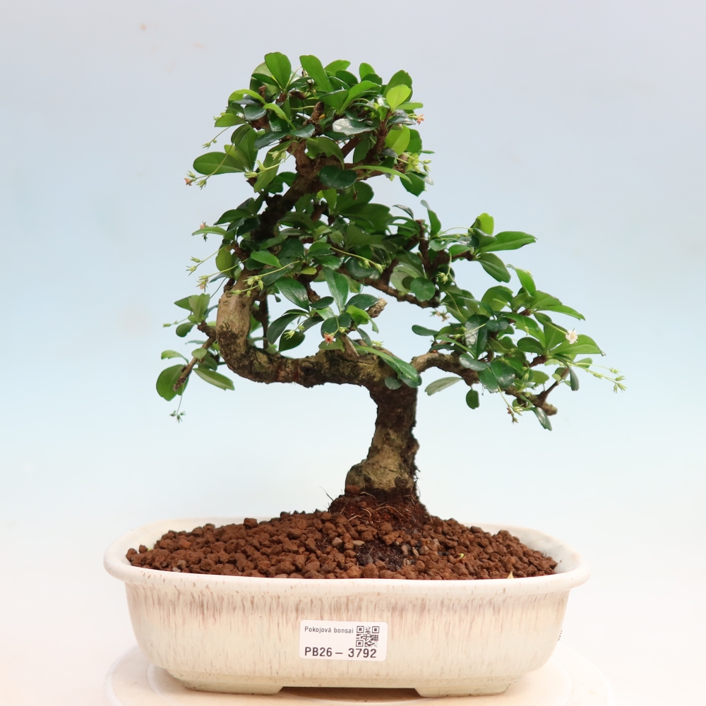 Bonsai pokojowe - Carmona macrophylla - Tea fuki