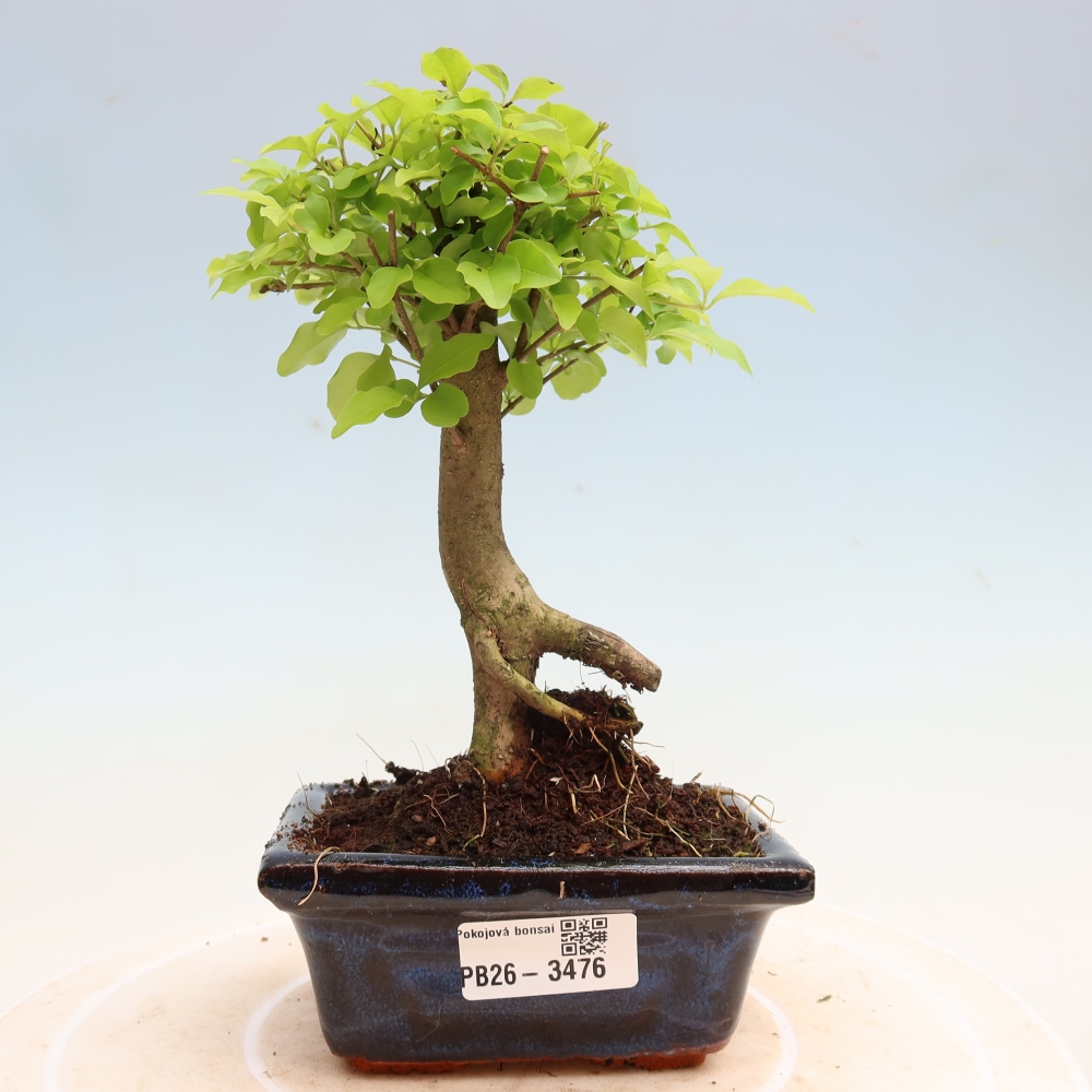 Pokój bonsai - Ligustrum chinensis - Dziób ptaka