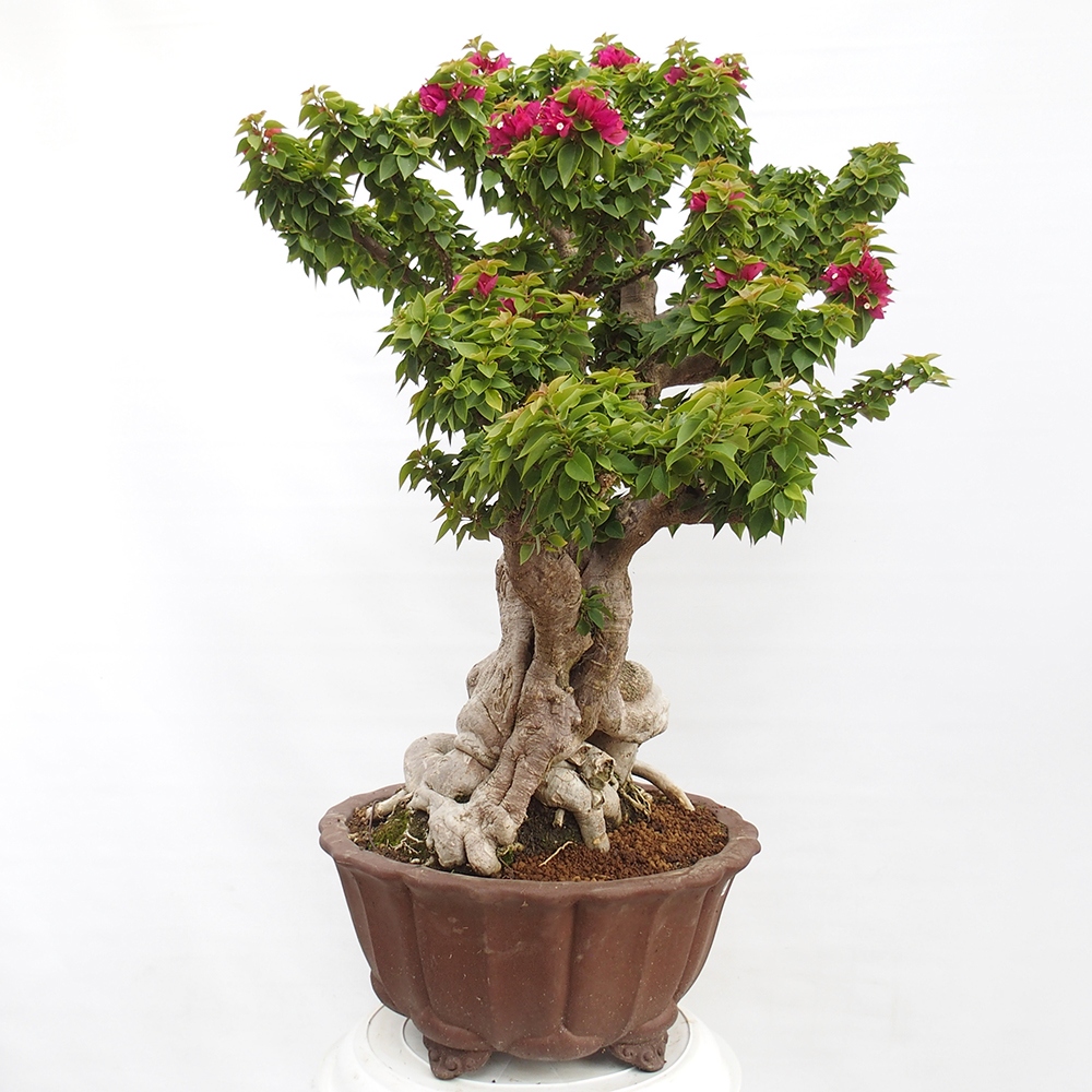 Kryte bonsai - Bouganwilea