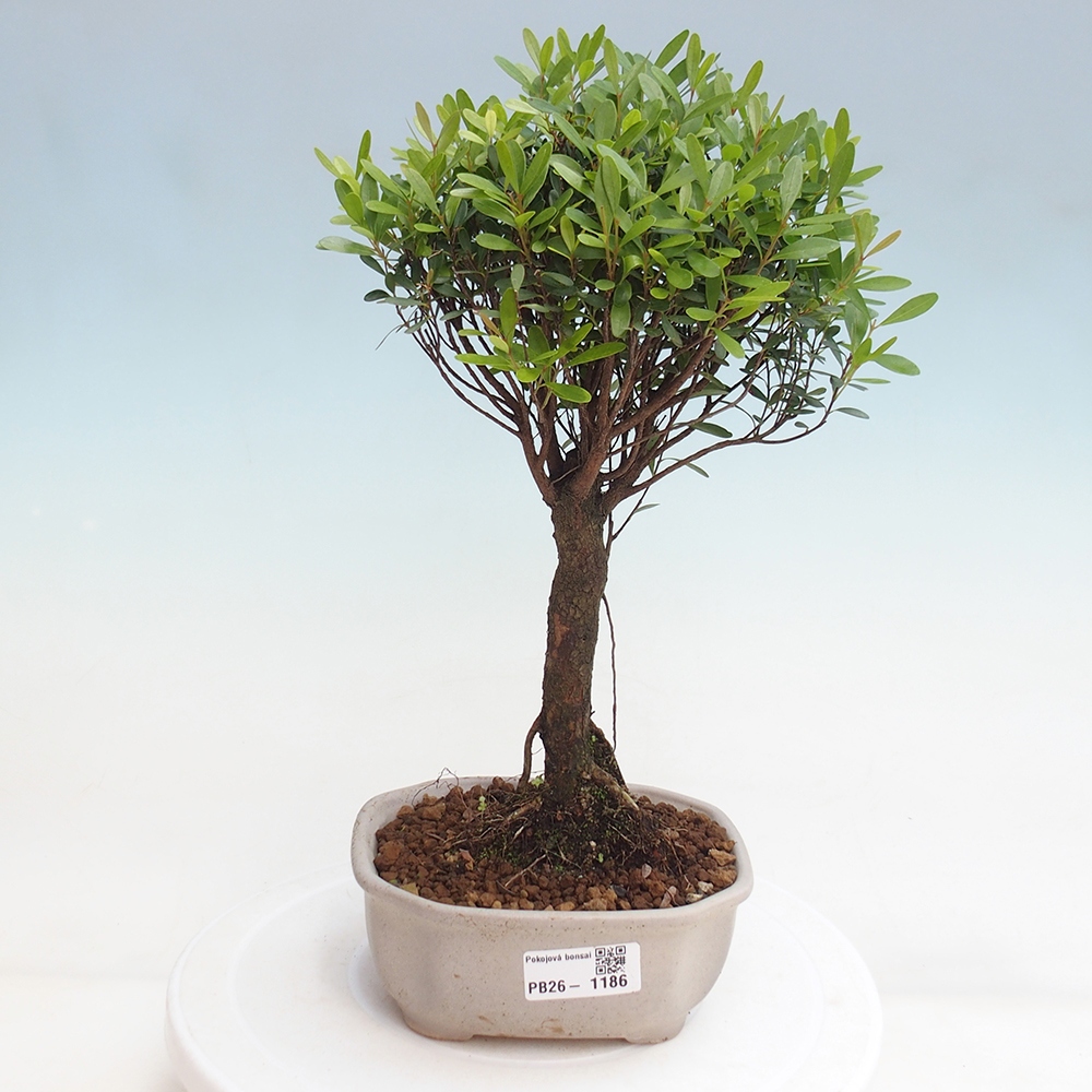 Pokój bonsai - Syzygium - Pimento
