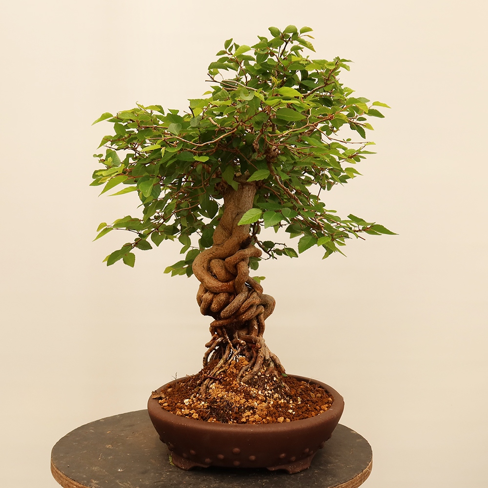 Bonsai plenerowe - Carpinus Coreana - grab koreański