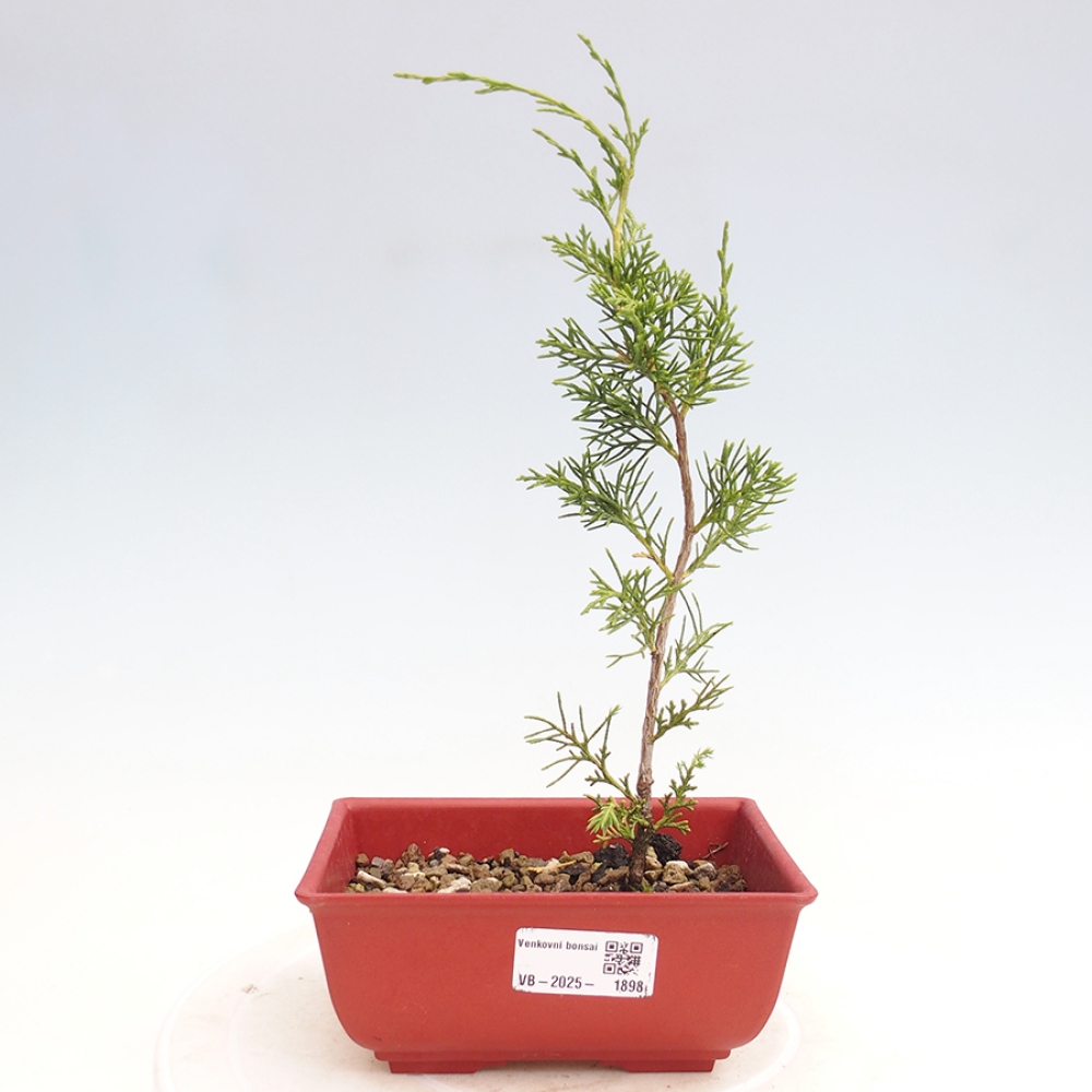 Outdoor bonsai - Juniperus chinensis Itoigawa - Jałowiec chiński