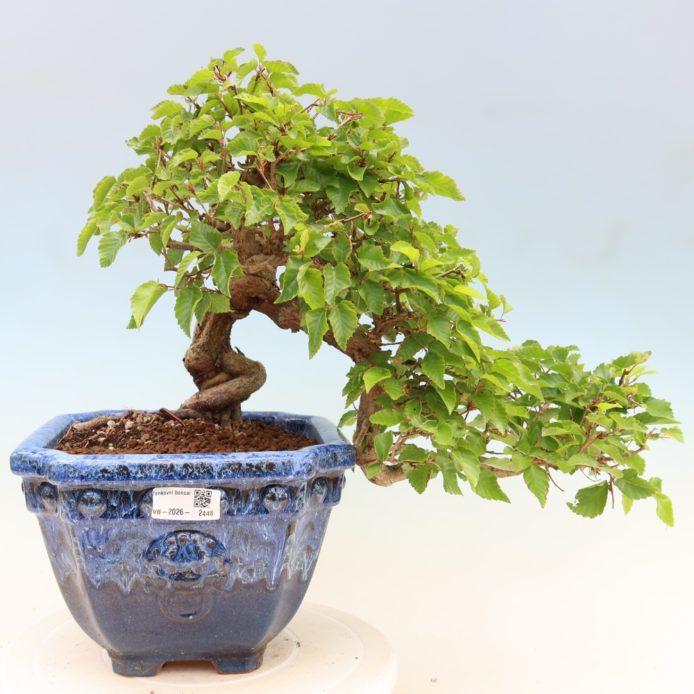 Outdoor bonsai - Carpinus coreana - grab koreański